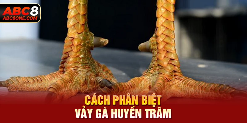 Cách phân biệt vảy gà huyền trâm