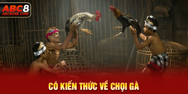 Có kiến thức về chọi gà