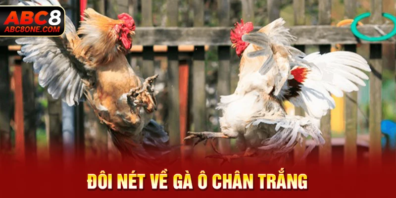 Đôi nét về gà ô chân trắng