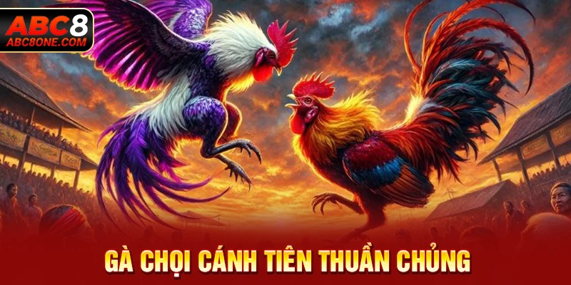 Gà chọi cánh tiên thuần chủng