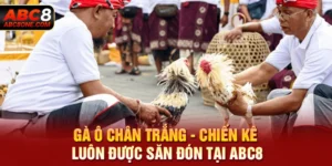 Gà Ô Chân Trắng - Chiến Kê Luôn Được Săn Đón Tại ABC8