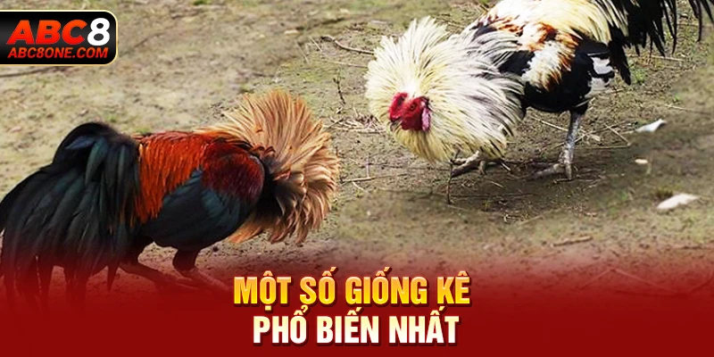 Một số giống kê phổ biến nhất