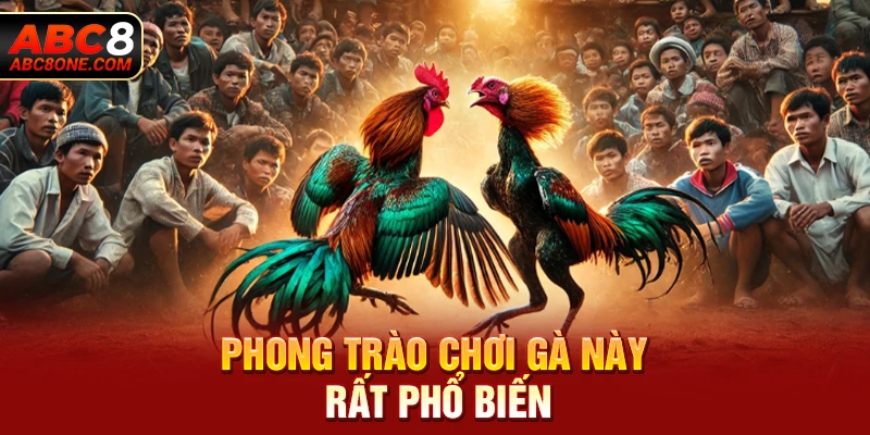 Phong trào chơi gà này rất phổ biến