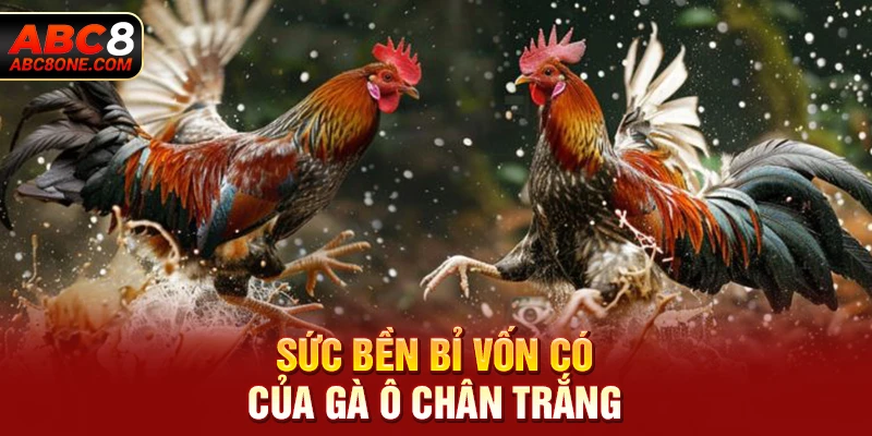 Sức bền bỉ vốn có của gà ô chân trắng