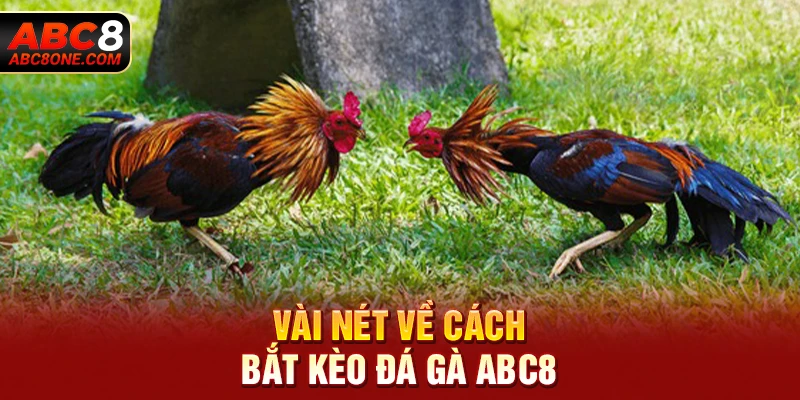 Vài nét về cách bắt kèo đá gà ABC8